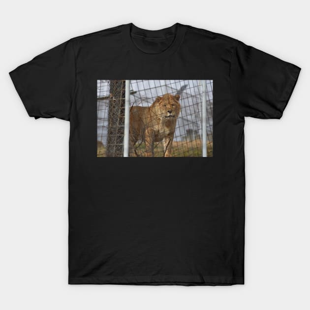 Liger T-Shirt by MarieDarcy